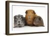 Mother Red Guinea Pig with Silver and Chocolate Babies in Line-Mark Taylor-Framed Photographic Print