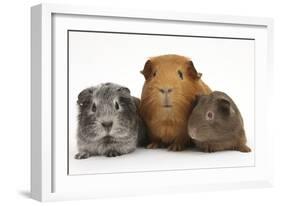 Mother Red Guinea Pig with Silver and Chocolate Babies in Line-Mark Taylor-Framed Photographic Print