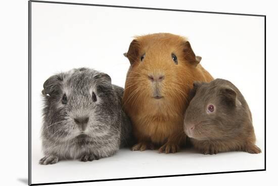 Mother Red Guinea Pig with Silver and Chocolate Babies in Line-Mark Taylor-Mounted Photographic Print