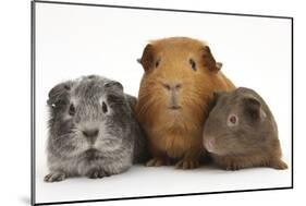 Mother Red Guinea Pig with Silver and Chocolate Babies in Line-Mark Taylor-Mounted Photographic Print