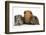 Mother Red Guinea Pig with Silver and Chocolate Babies in Line-Mark Taylor-Framed Photographic Print