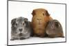 Mother Red Guinea Pig with Silver and Chocolate Babies in Line-Mark Taylor-Mounted Photographic Print