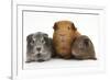 Mother Red Guinea Pig with Silver and Chocolate Babies in Line-Mark Taylor-Framed Photographic Print