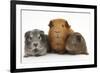 Mother Red Guinea Pig with Silver and Chocolate Babies in Line-Mark Taylor-Framed Photographic Print