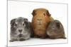 Mother Red Guinea Pig with Silver and Chocolate Babies in Line-Mark Taylor-Mounted Photographic Print