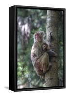 Mother Rhesus Macaque and Baby Wulingyuan District, China-Darrell Gulin-Framed Stretched Canvas