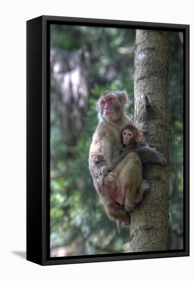 Mother Rhesus Macaque and Baby Wulingyuan District, China-Darrell Gulin-Framed Stretched Canvas