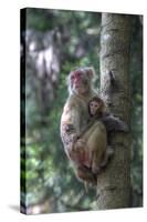 Mother Rhesus Macaque and Baby Wulingyuan District, China-Darrell Gulin-Stretched Canvas