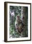 Mother Rhesus Macaque and Baby Wulingyuan District, China-Darrell Gulin-Framed Photographic Print