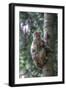 Mother Rhesus Macaque and Baby Wulingyuan District, China-Darrell Gulin-Framed Photographic Print