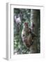 Mother Rhesus Macaque and Baby Wulingyuan District, China-Darrell Gulin-Framed Photographic Print