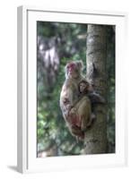 Mother Rhesus Macaque and Baby Wulingyuan District, China-Darrell Gulin-Framed Photographic Print