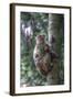 Mother Rhesus Macaque and Baby Wulingyuan District, China-Darrell Gulin-Framed Photographic Print