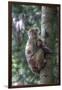 Mother Rhesus Macaque and Baby Wulingyuan District, China-Darrell Gulin-Framed Photographic Print