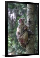 Mother Rhesus Macaque and Baby Wulingyuan District, China-Darrell Gulin-Framed Photographic Print