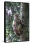 Mother Rhesus Macaque and Baby Wulingyuan District, China-Darrell Gulin-Framed Stretched Canvas