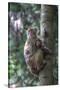 Mother Rhesus Macaque and Baby Wulingyuan District, China-Darrell Gulin-Stretched Canvas