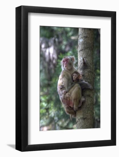 Mother Rhesus Macaque and Baby Wulingyuan District, China-Darrell Gulin-Framed Photographic Print
