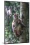Mother Rhesus Macaque and Baby Wulingyuan District, China-Darrell Gulin-Mounted Photographic Print