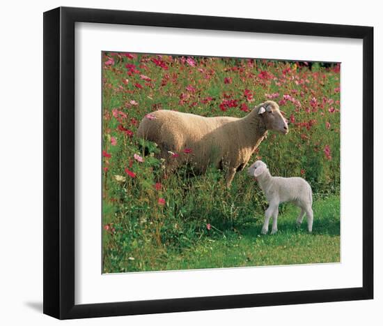 Mother Sheep and Baby-null-Framed Art Print