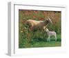 Mother Sheep and Baby-null-Framed Art Print
