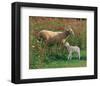 Mother Sheep and Baby-null-Framed Art Print