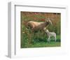 Mother Sheep and Baby-null-Framed Art Print