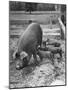 Mother Suckling Babies-Ed Clark-Mounted Photographic Print
