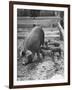 Mother Suckling Babies-Ed Clark-Framed Photographic Print