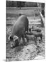 Mother Suckling Babies-Ed Clark-Mounted Photographic Print