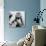 Mother Teresa of Calcutta Prays During a Religious Service-null-Photographic Print displayed on a wall