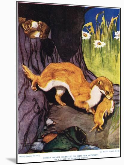 Mother Weasel Beginning to Shift Her Offspring, Illustration from 'The New Natural History', by…-Warwick Reynolds-Mounted Giclee Print