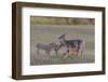 Mother White-tailed deer allowing young to suckle, Finland-Jussi Murtosaari-Framed Photographic Print