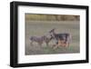 Mother White-tailed deer allowing young to suckle, Finland-Jussi Murtosaari-Framed Photographic Print