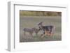 Mother White-tailed deer allowing young to suckle, Finland-Jussi Murtosaari-Framed Photographic Print