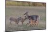 Mother White-tailed deer allowing young to suckle, Finland-Jussi Murtosaari-Mounted Photographic Print