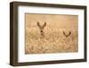 Mother with child-Allan Wallberg-Framed Photographic Print