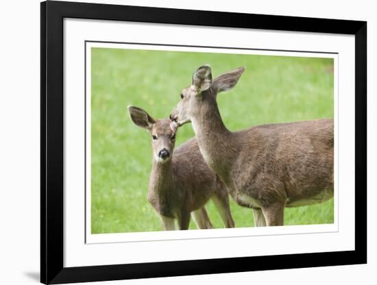 Mother With Fawn-Donald Paulson-Framed Giclee Print