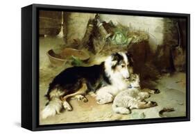 Motherless-The Shepherd's Pet, 1897-Walter Hunt-Framed Stretched Canvas