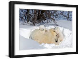 Mothers and Cubs in Nursing Den-Howard Ruby-Framed Premium Photographic Print