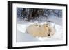 Mothers and Cubs in Nursing Den-Howard Ruby-Framed Premium Photographic Print