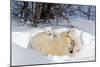 Mothers and Cubs in Nursing Den-Howard Ruby-Mounted Premium Photographic Print