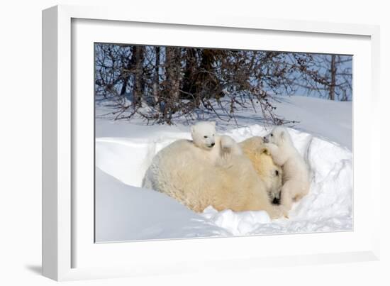 Mothers and Cubs in Nursing Den-Howard Ruby-Framed Photographic Print