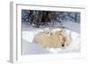 Mothers and Cubs in Nursing Den-Howard Ruby-Framed Photographic Print