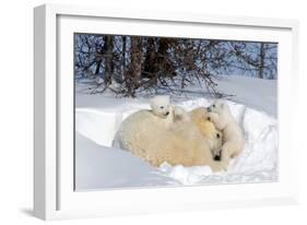 Mothers and Cubs in Nursing Den-Howard Ruby-Framed Photographic Print