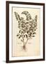 Motherwort (Leonurus Cardiaca) by Leonhart Fuchs from De Historia Stirpium Commentarii Insignes (No-null-Framed Giclee Print