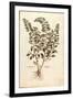 Motherwort (Leonurus Cardiaca) by Leonhart Fuchs from De Historia Stirpium Commentarii Insignes (No-null-Framed Giclee Print