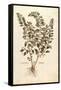 Motherwort (Leonurus Cardiaca) by Leonhart Fuchs from De Historia Stirpium Commentarii Insignes (No-null-Framed Stretched Canvas