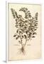 Motherwort (Leonurus Cardiaca) by Leonhart Fuchs from De Historia Stirpium Commentarii Insignes (No-null-Framed Giclee Print