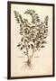 Motherwort (Leonurus Cardiaca) by Leonhart Fuchs from De Historia Stirpium Commentarii Insignes (No-null-Framed Giclee Print